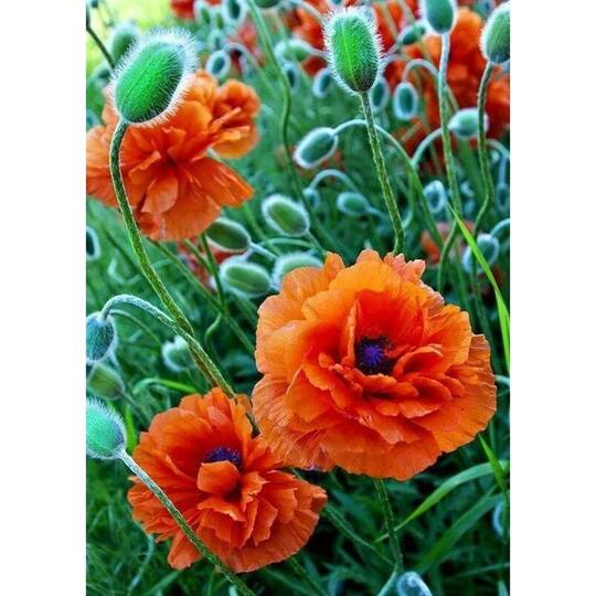 Wizardi Poppie Field Diamond Painting Kit